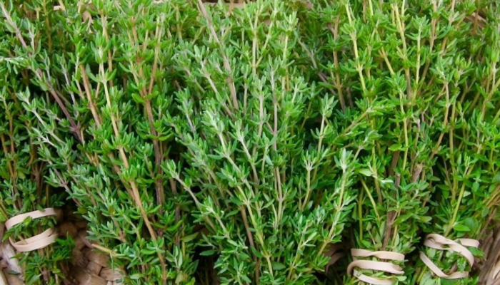 Limon ve sarımsaktan 30 kat daha güçlü! Dünyadaki en etkili doğal antibiyotik olarak biliniyor